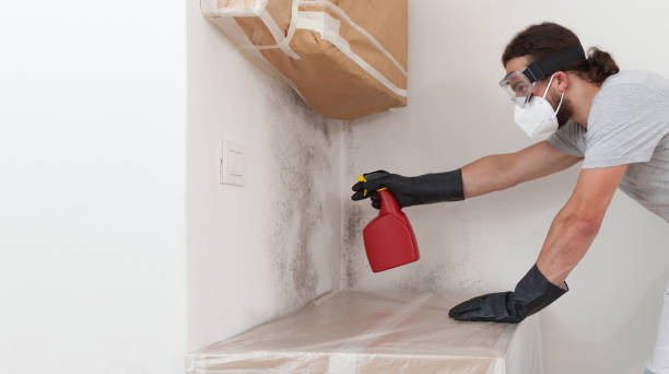 Professional Basement Mold Remediation technician working in Margarettsville, NC